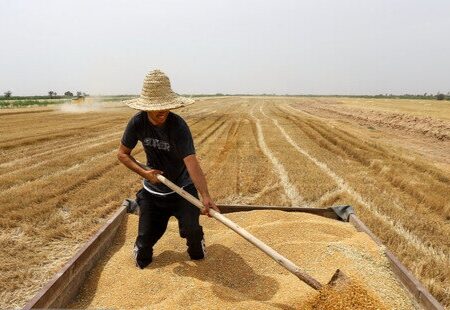 خرید بیش از یک میلیون و ۴۲۸ هزار تن گندم از کشاورزان خوزستانی