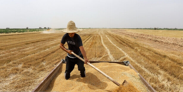 خرید بیش از یک میلیون و ۴۲۸ هزار تن گندم از کشاورزان خوزستانی