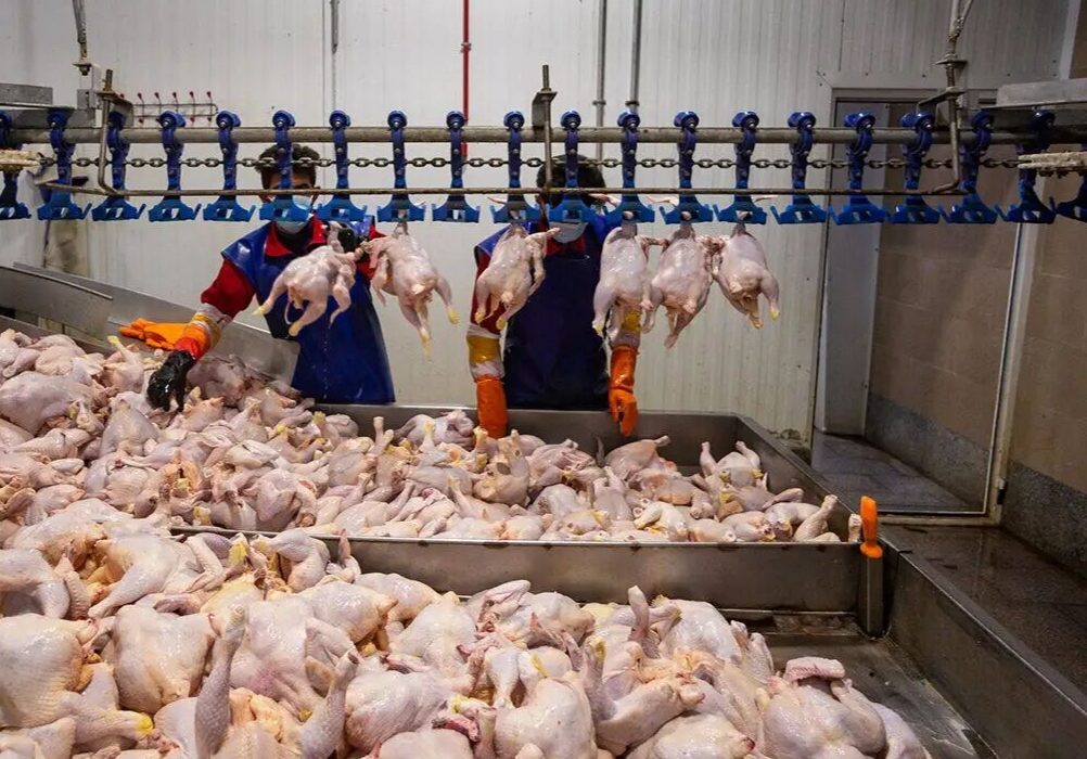 معاون استاندار خوزستان: تولید مرغ به عنوان یک کالای اساسی مد نظر فعالان این حوزه باشد