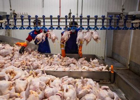 معاون استاندار خوزستان: تولید مرغ به عنوان یک کالای اساسی مد نظر فعالان این حوزه باشد