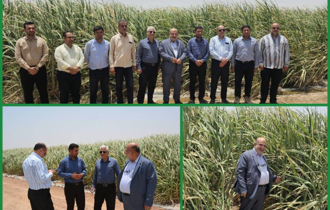 تولید؛ خط مقدم جهاد اقتصادی / تأکید مدیرعامل توسعه نیشکر بر افزایش بهره‌وری در مزارع نیشکر