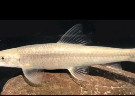 کشف یک گونه جدید ماهی در هرمزگان