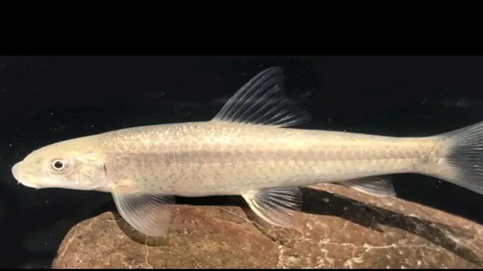 کشف یک گونه جدید ماهی در هرمزگان