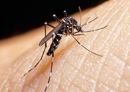 شناسایی ۲۵۹ مورد ابتلا به تب دنگی در کشور/ صید پشه آئدس در ۸ استان