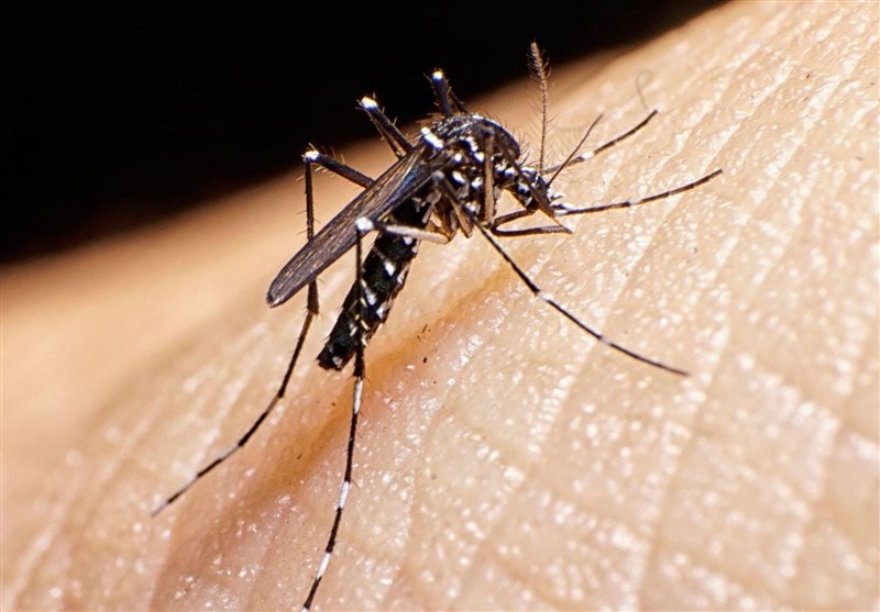 شناسایی ۲۵۹ مورد ابتلا به تب دنگی در کشور/ صید پشه آئدس در ۸ استان