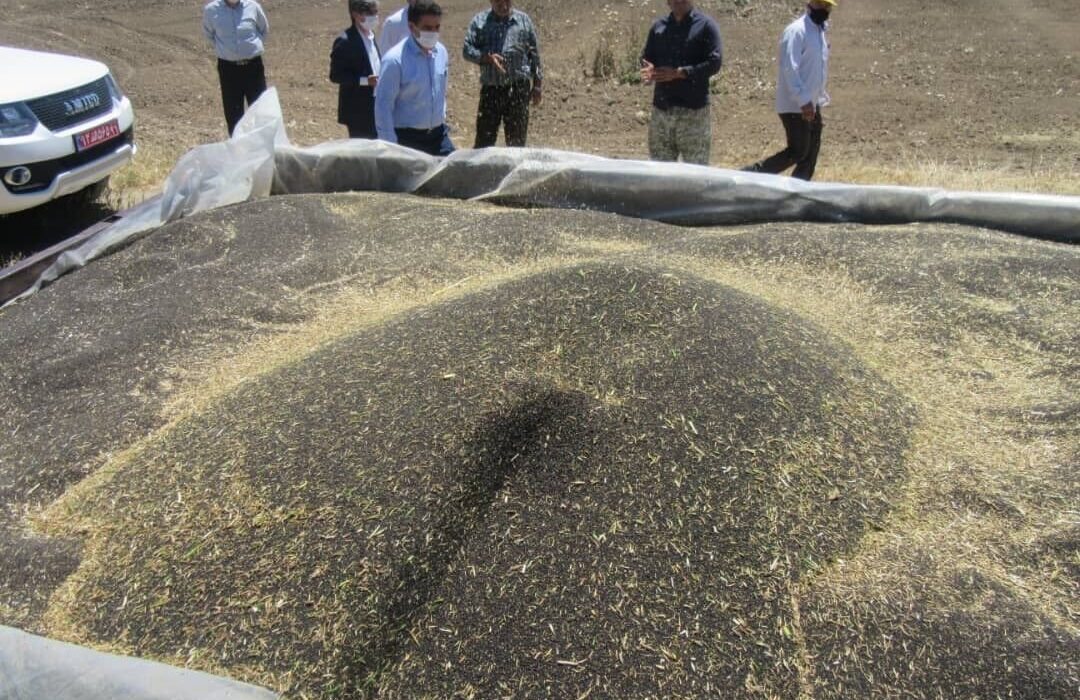 ۱۰۰ درصد مطالبات کلزاکاران دزفول پرداخت شد