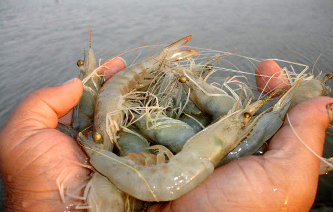 پیش‌بینی رشد تولید میگو در خوزستان فراتر از برنامه هفتم توسعه