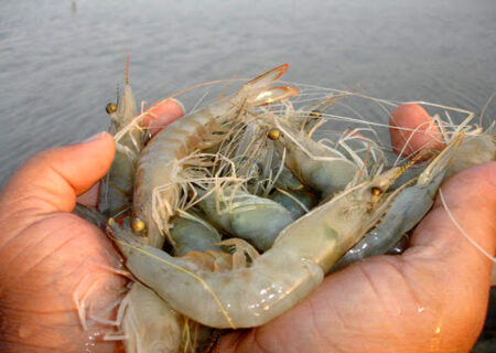 پیش‌بینی رشد تولید میگو در خوزستان فراتر از برنامه هفتم توسعه