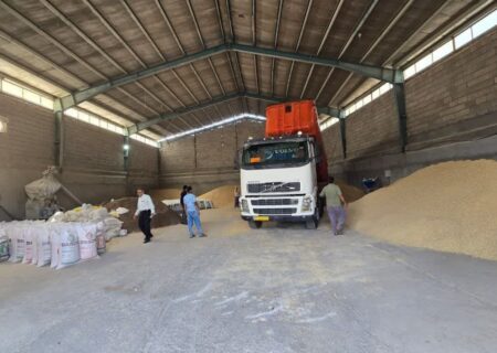 توزیع یک هزار و ۵۰۰ تن نهاده دامی بین عشایر و دامداران اندیمشک