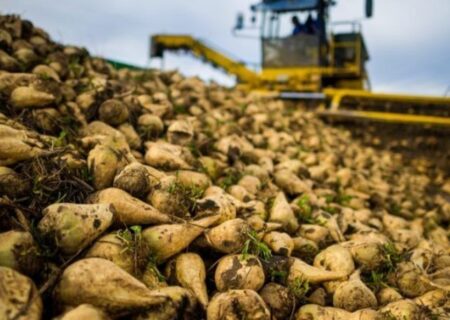 برداشت بیش از ۱.۳ میلیون تن چغندرقند پاییزه در خوزستان