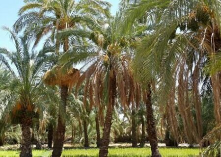 کاهش عملکرد محصول خرما بر اثر شوری آب/ لزوم تبعیت کشاورزان از ممنوعیت کشت شلتوک