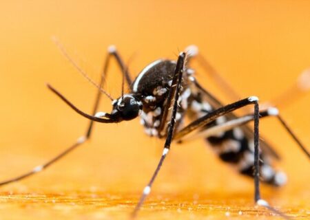 شناسایی نقاط آسیب‌پذیر از پشه آئدس در خوزستان/ بروز تب دانگی ثبت نشده است