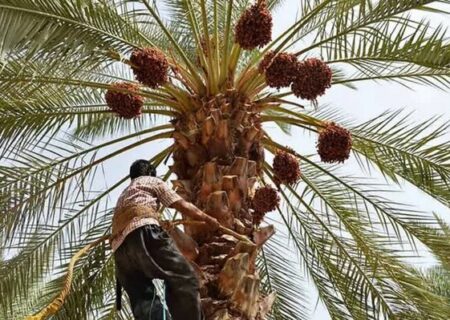 ۳۵۰۰ هکتار از اراضی نخیلات خرمشهر احیا می‌شوند/ ضرورت تامین آب مستمر و با کیفیت برای نخیلات