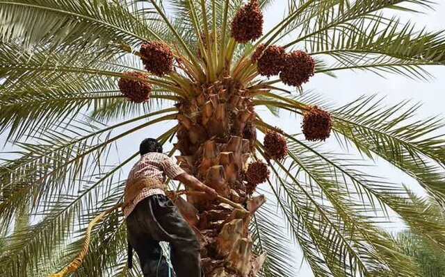 ۳۵۰۰ هکتار از اراضی نخیلات خرمشهر احیا می‌شوند/ ضرورت تامین آب مستمر و با کیفیت برای نخیلات