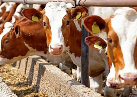 ما رکورد می‌زنیم، اما در آلودگی؛ وقتی ایران ششمین آلاینده دنیاست و هیچ‌کس پاسخگو نیست