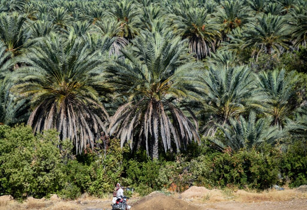 فرماندار آبادان: مدیریت منابع آب در بالادست برای نجات نخلستان‌ها ضروری است