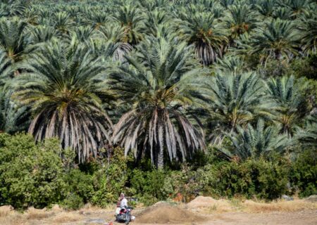 فرماندار آبادان: مدیریت منابع آب در بالادست برای نجات نخلستان‌ها ضروری است