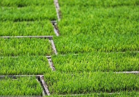 کاهش قیمت برنج تا دو هفته آینده 