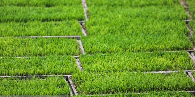 کاهش قیمت برنج تا دو هفته آینده