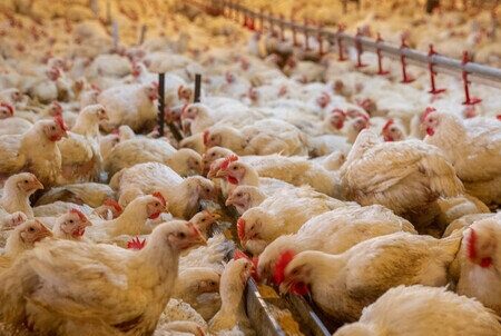 توصیه‌هایی برای دامداری‌ها و مرغداری‌ها در روزهای گرم خوزستان