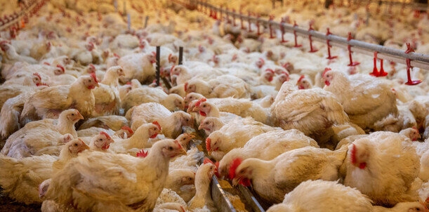 توصیههایی برای دامداریها و مرغداریها در روزهای گرم خوزستان