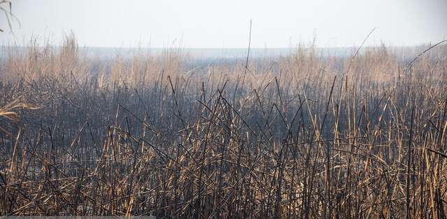 اعزام هواپیمای آبپاش به خوزستان برای مهار آتش هورالعظیم