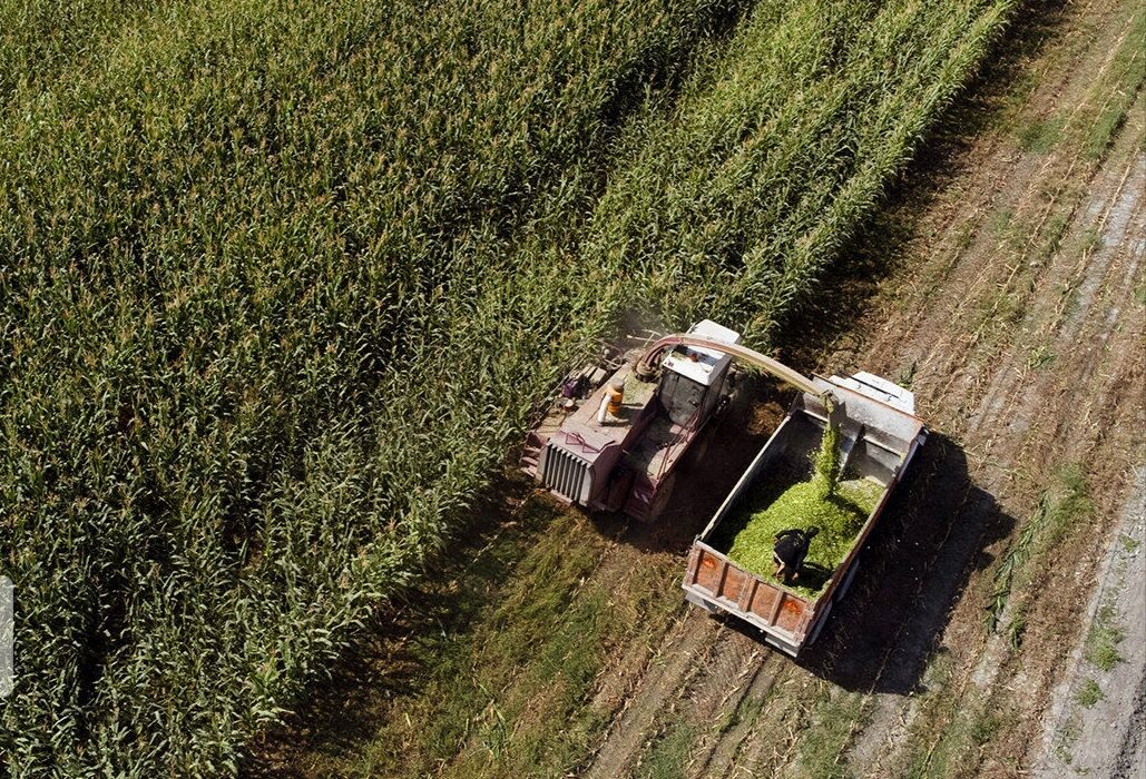 تولید بیش از ۴.۳ میلیون تن محصول در کشت‌های پاییزه خوزستان