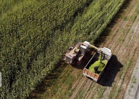 تولید بیش از ۴.۳ میلیون تن محصول در کشت‌های پاییزه خوزستان