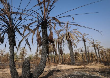 جبران خسارت آتش‌سوزی نخلستان‌های آبادان توسط وزارت جهاد کشاورزی