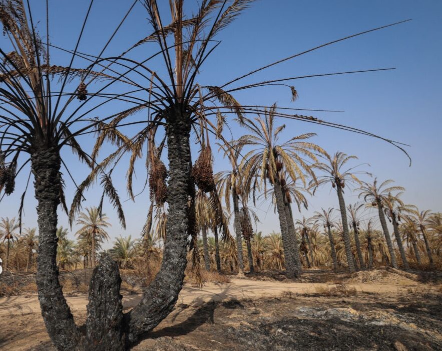 جبران خسارت آتش‌سوزی نخلستان‌های آبادان توسط وزارت جهاد کشاورزی