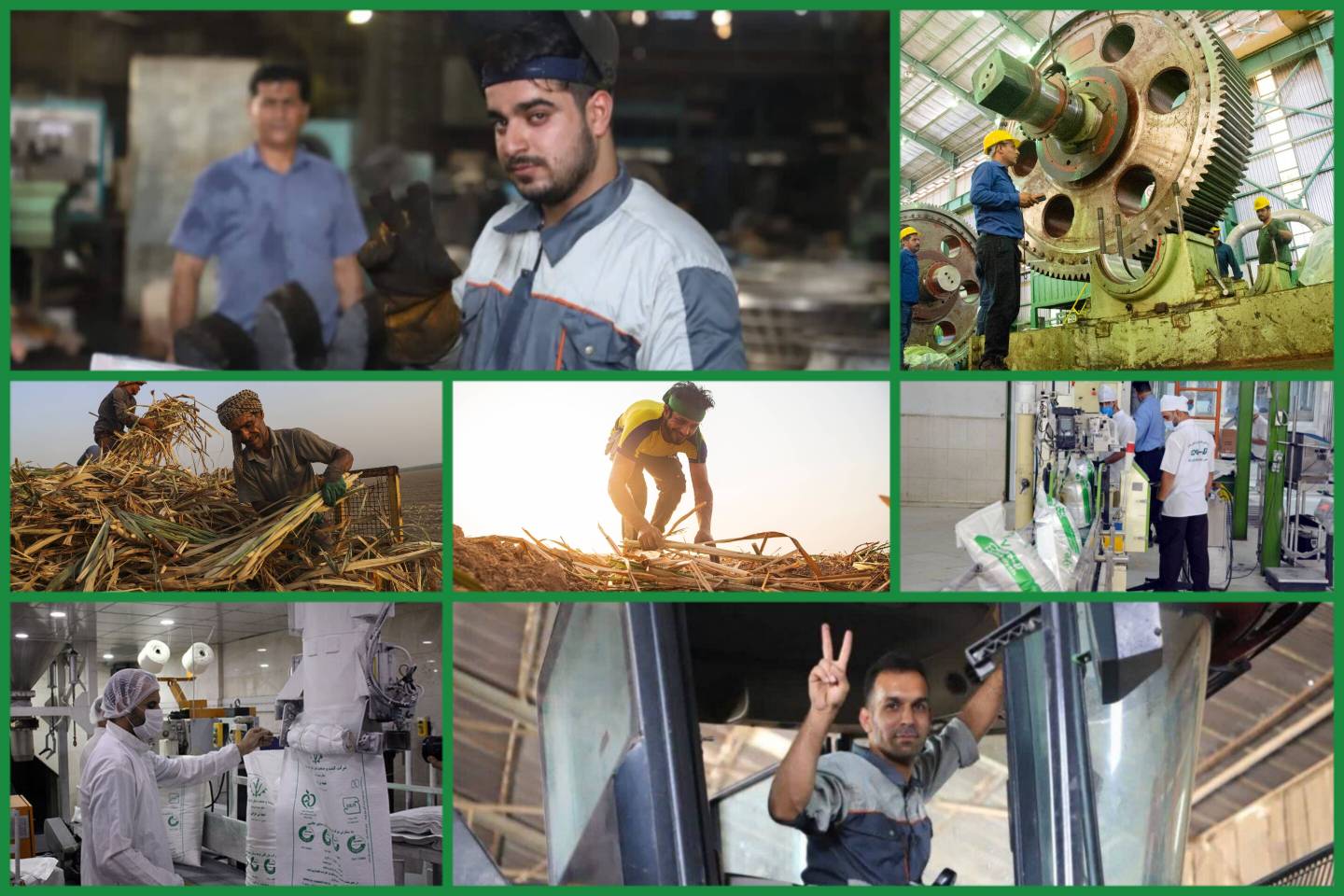 کارگران نیشکر مشغول به کارند؛ صدای مقاومت در سنگر تولید