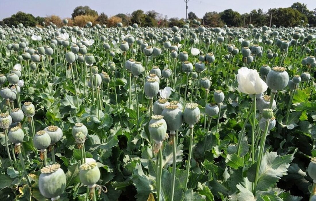 لزوم بازگشت ایران به کشت قانونی خشخاش/ دلایل سازمان غذا و دارو