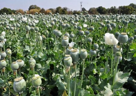 لزوم بازگشت ایران به کشت قانونی خشخاش/ دلایل سازمان غذا و دارو