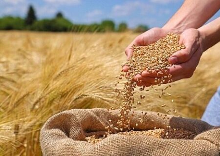 خبر مهم درباره خرید تضمینی گندم / شرط پرداخت پول گندمکاران مشخص شد