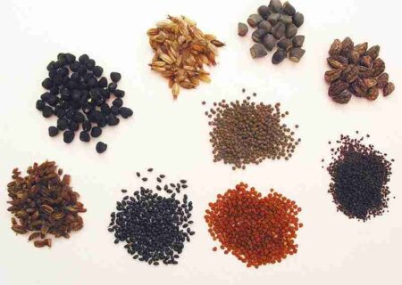 توزیع رایگان بذر گیاهان دارویی در اندیمشک آغاز شد