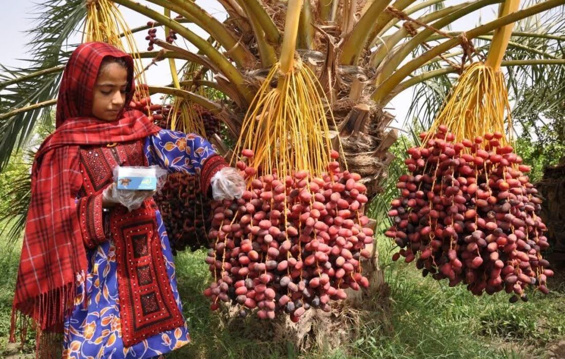 پول خرما به طور مستقیم به حساب کشاورزان واریز می شود