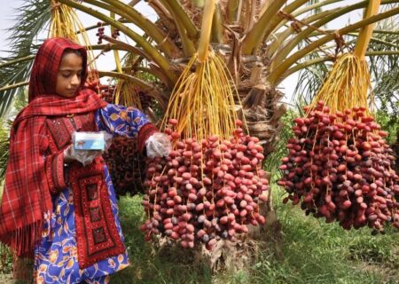 پول خرما به طور مستقیم به حساب کشاورزان واریز می شود