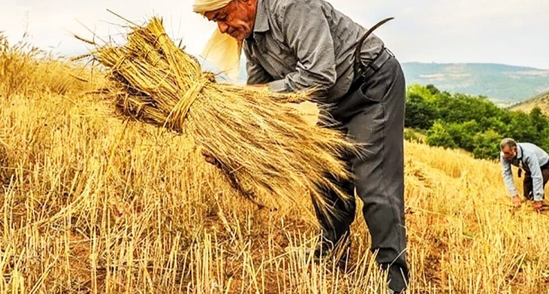 خطر فروپاشی معیشتی گندمکاران؛ از ترک زمین و فروش اموال تا حراج گندم به دلالان!