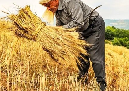خطر فروپاشی معیشتی گندمکاران؛ از ترک زمین و فروش اموال تا حراج گندم به دلالان!