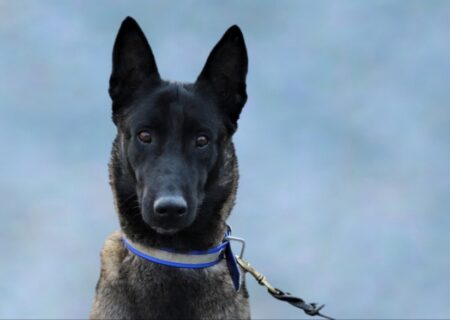 استقرار سگ‌های موادیاب در گمرکات شلمچه و چذابه