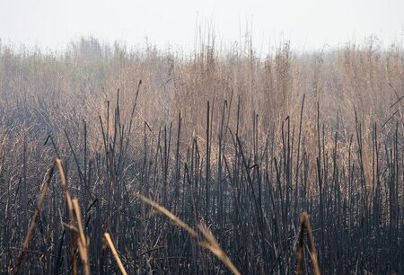ادامه آتش‌سوزی در بخش عراقی هورالعظیم/ هشدار حریق در بخش ایرانی در صورت رها نشدن آب از سد کرخه