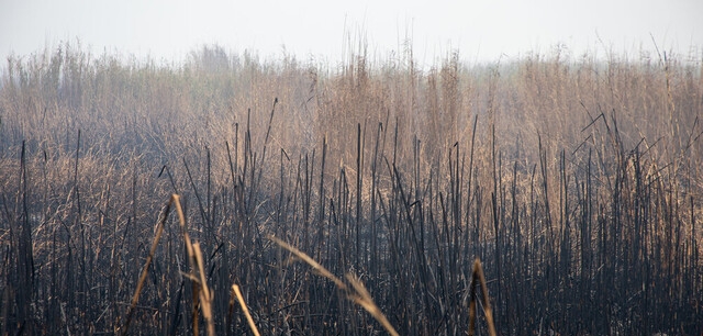 ادامه آتشسوزی در بخش عراقی هورالعظیم/ هشدار حریق در بخش ایرانی در صورت رها نشدن آب از سد کرخه