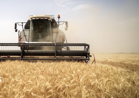 تاخیر در پرداخت پول گندمکاران قابل قبول نیست/ دولت منابع مطمئن‌تری اختصاص دهد