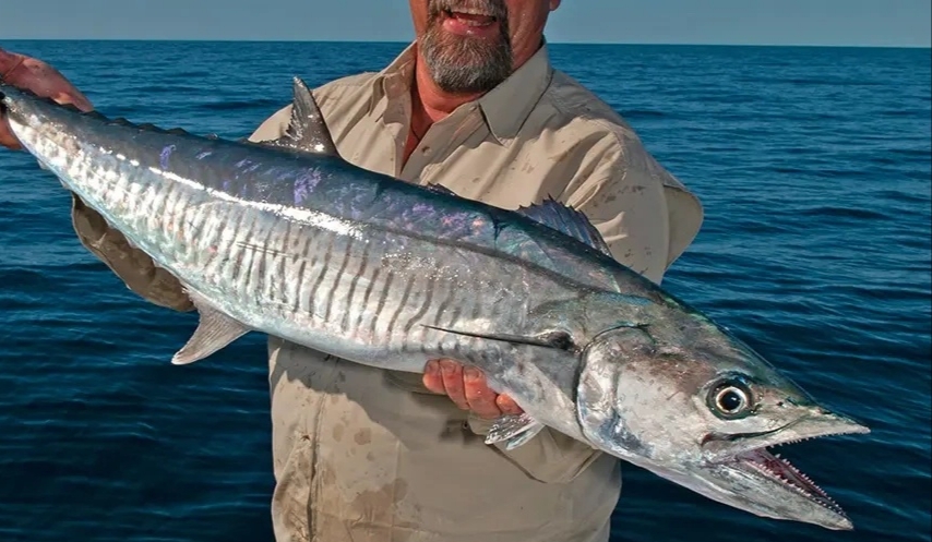 صید ماهی شیر برای ۲ ماه ممنوع شد