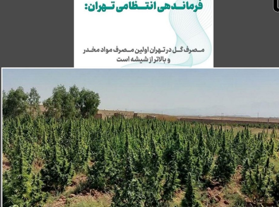 آژیر قرمز مخدر سبز در ایران / «گل»؛ مخدری که تهران را بلعیده ، میانکاله را به آتش کشیده و الیگودرز را قرق کرده است !