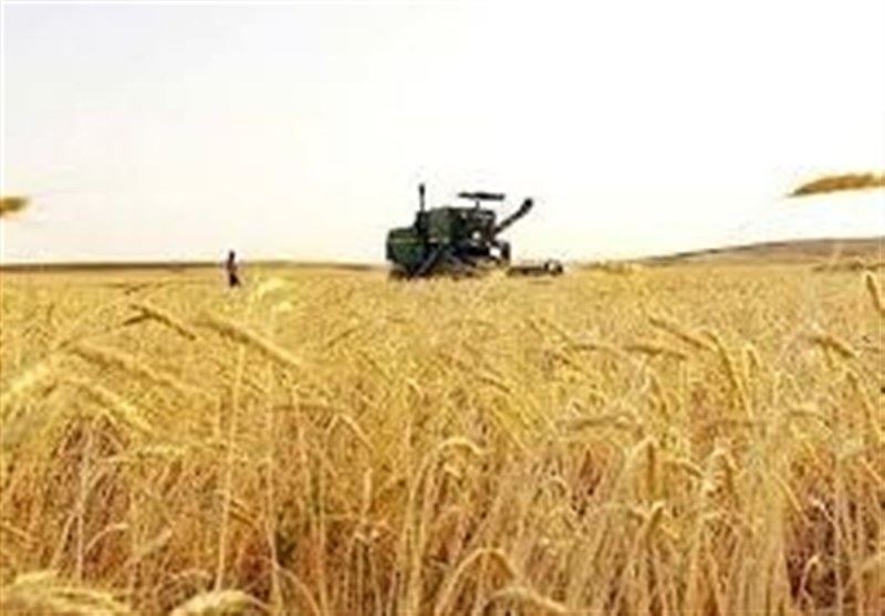 نرخ پیشنهادی گندم با ۱۱ درصد سود برای کشاورزان اعلام شد