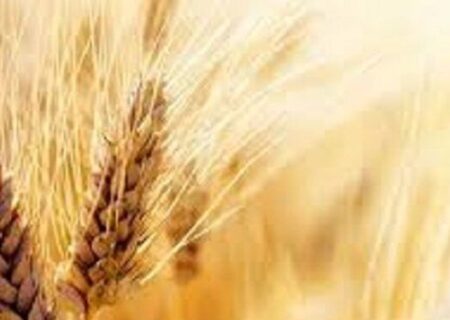 قیمت واقعی گندم اعلام شد/ عسکری: قیمت گندم نباید کمتر از این عدد باشد
