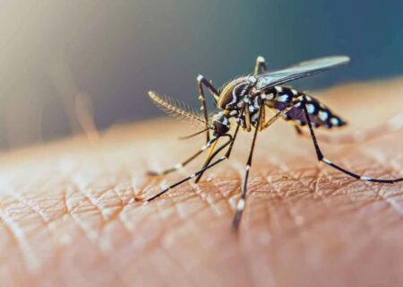 شیوع تب خطرناک ‌در جنوب ایران/ هر دو هفته یک موج جدید ‌مشاهده می‌شود