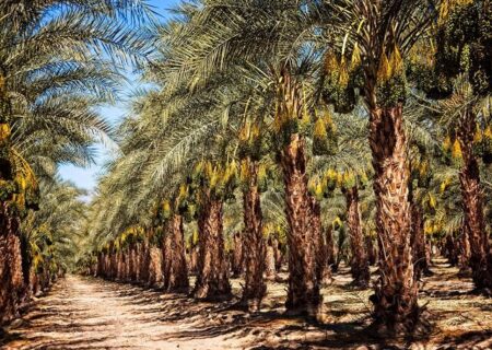 پیش‌بینی کاهش ۳۰ درصدی تولید خرما در خرمشهر