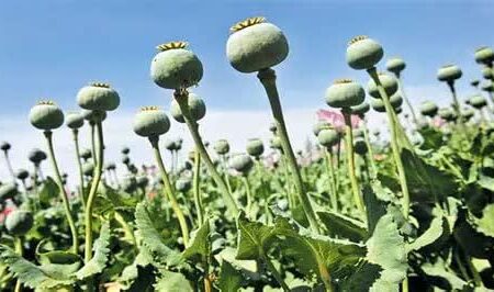 توضیح ستاد مبارزه با موادمخدر درخصوص کشت خشخاش و شایعاتی در این رابطه